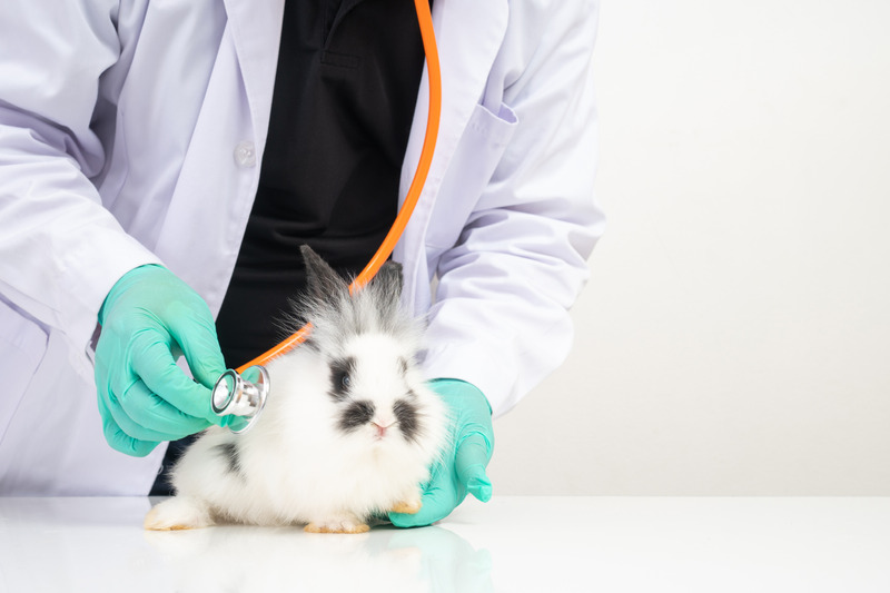 Small Animal Health Care